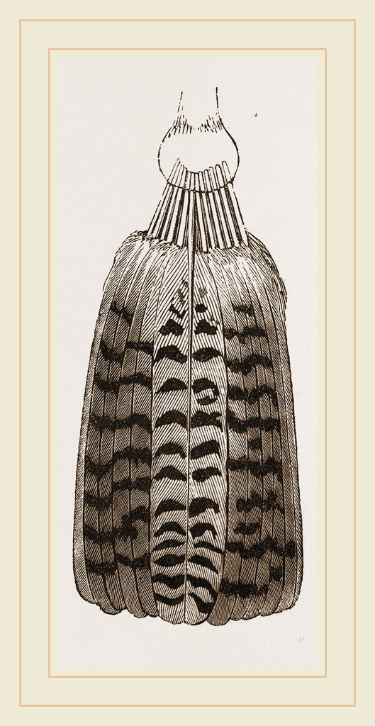 Detail of Tail of Buzzard by Anonymous