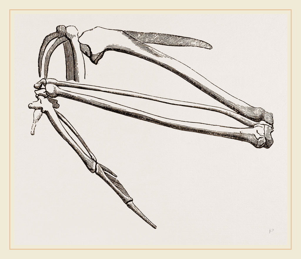Detail of Bones of Hawk's Wing by Anonymous