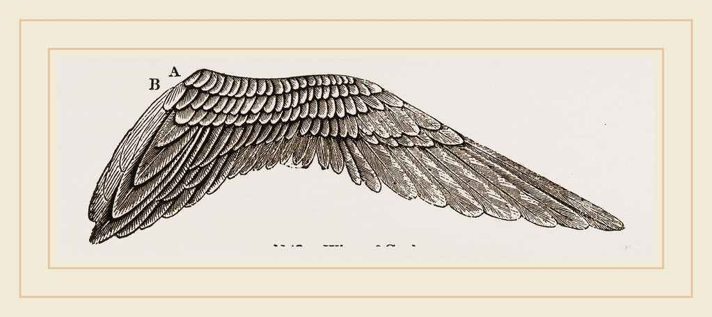 Detail of Wing of Curlew by Anonymous