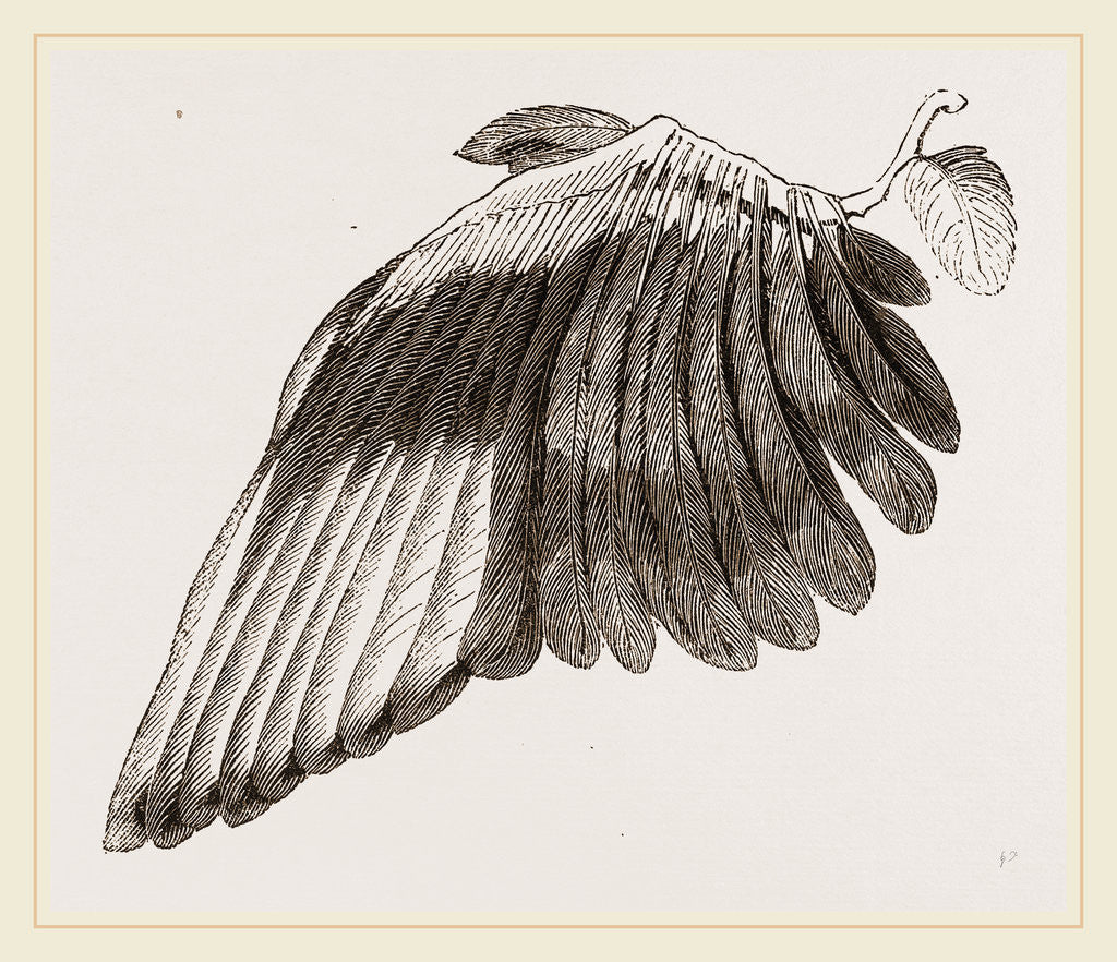 Detail of Wing of Magpie by Anonymous
