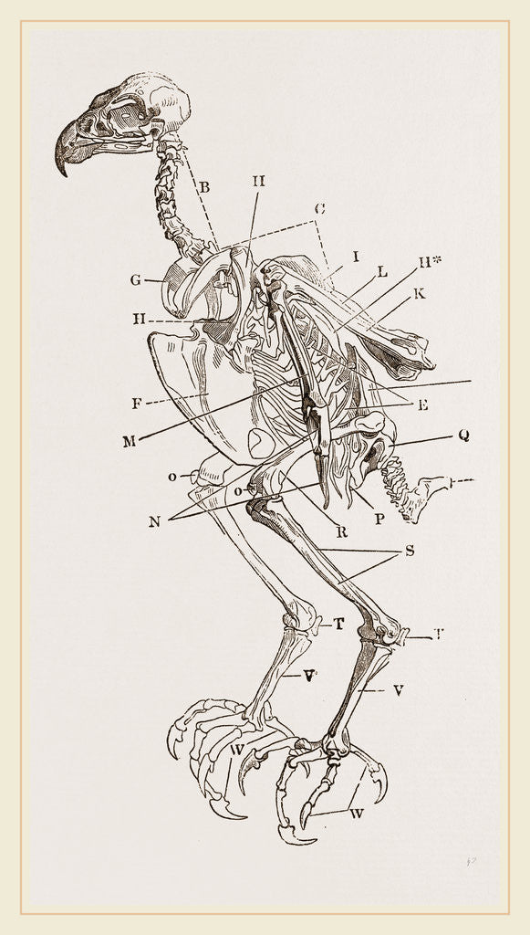 Skeleton of Hawk posters & prints by Anonymous