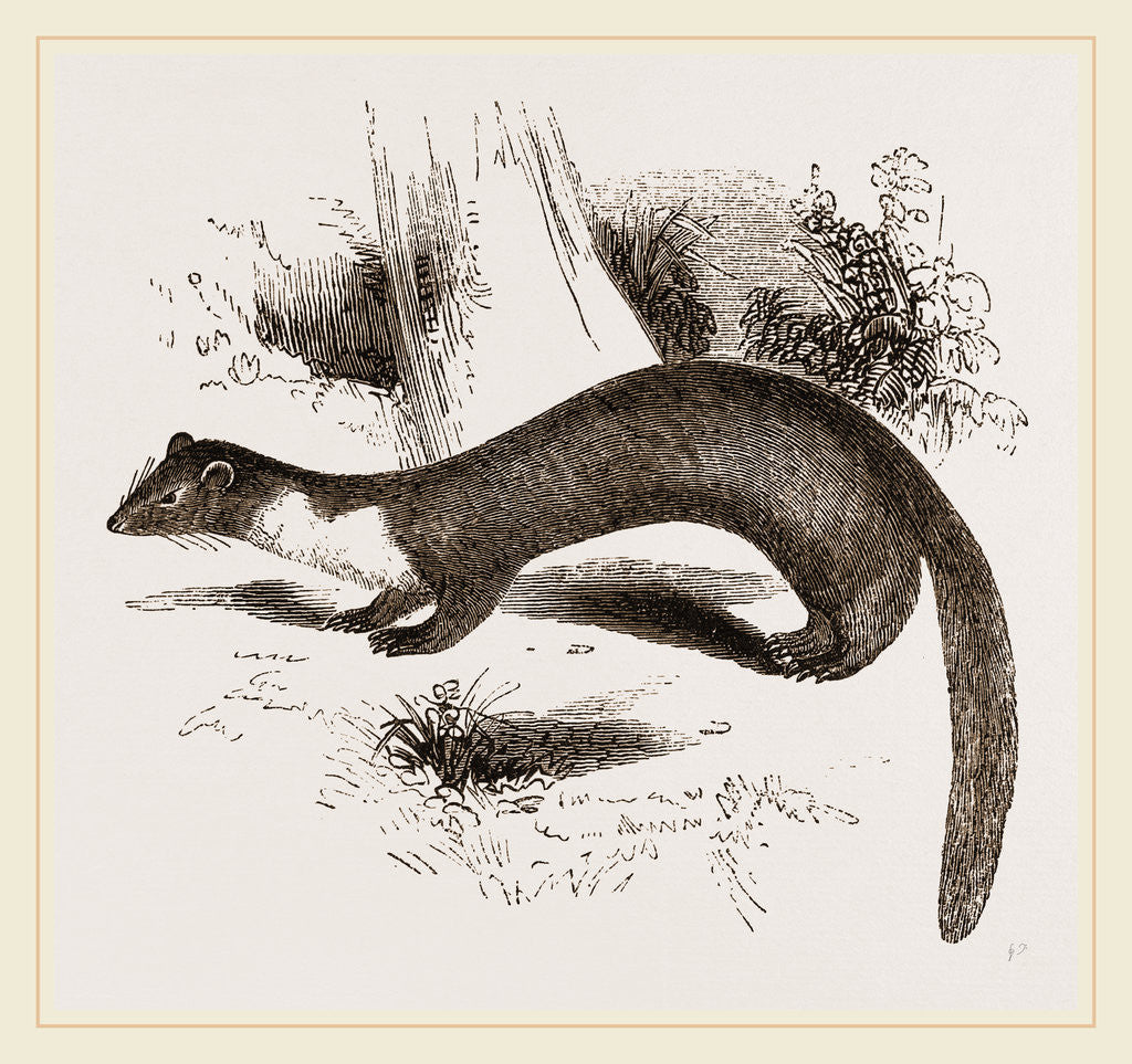 Detail of Pine Marten by Anonymous