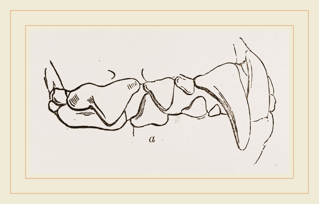 Detail of Teeth of Polecat by Anonymous