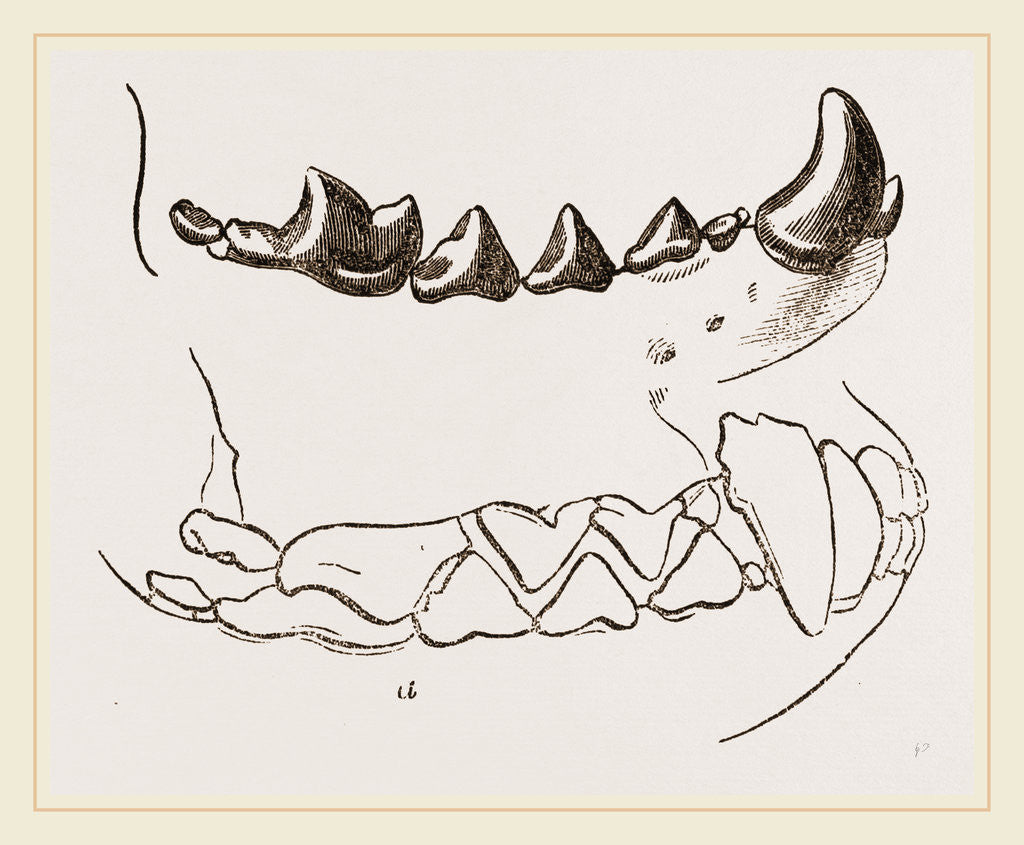 Detail of Teeth of Marten by Anonymous