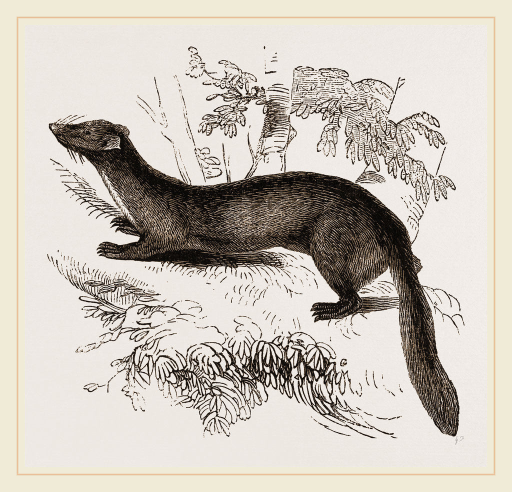 Detail of tBeech Marten by Anonymous