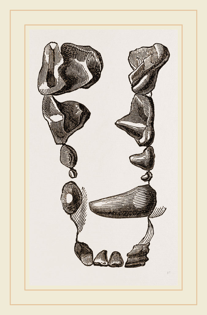 Detail of Teeth of Skunk by Anonymous