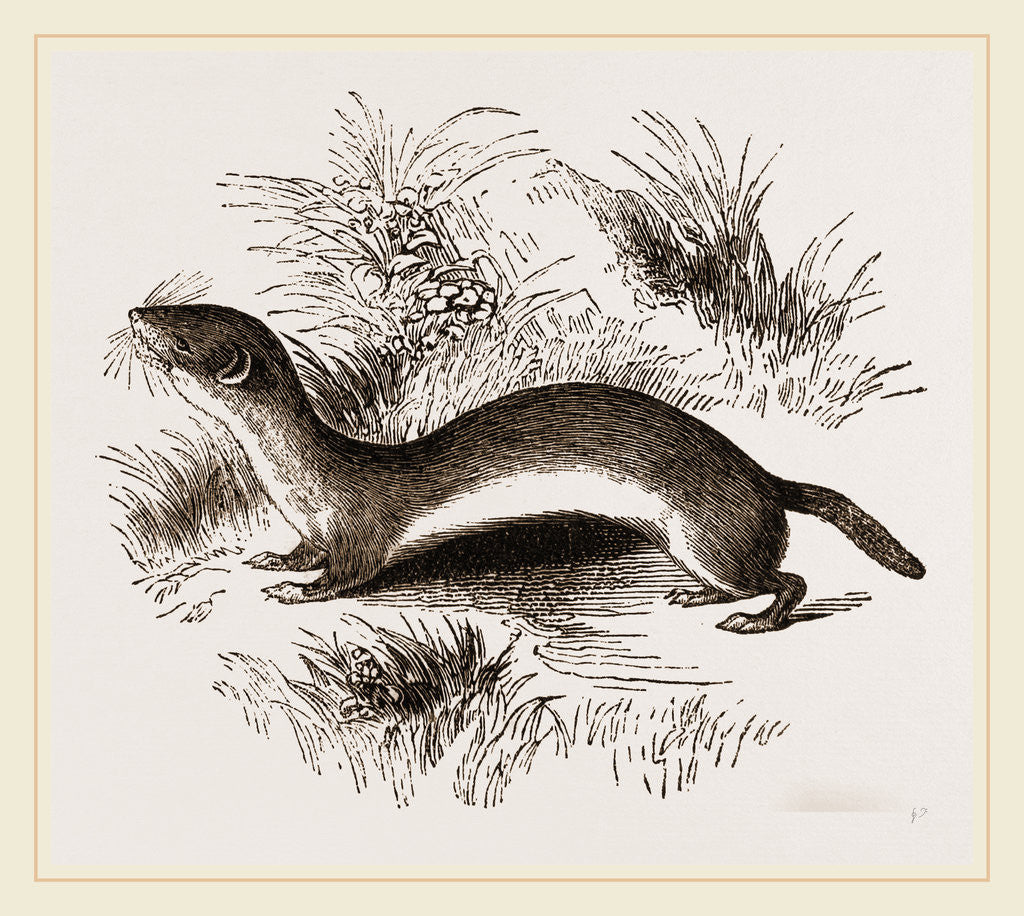 Detail of Weasel by Anonymous