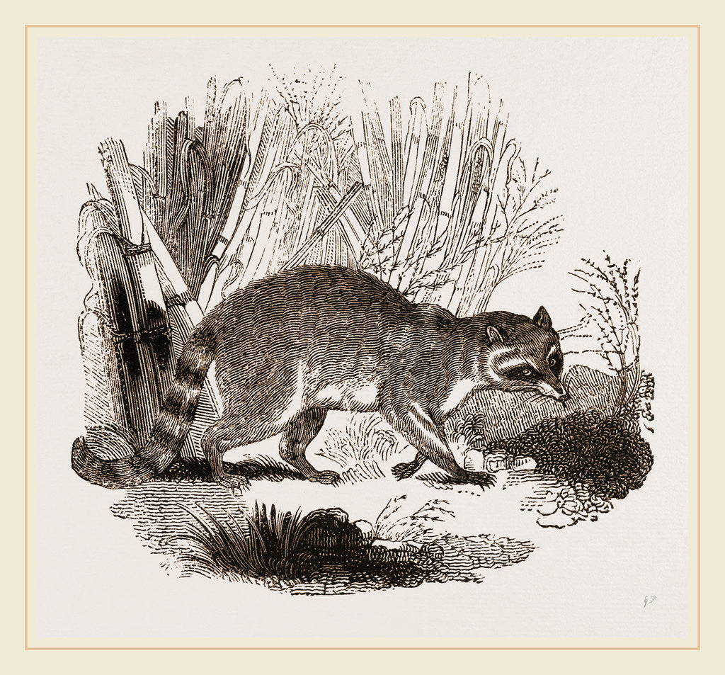 Detail of Racoon by Anonymous