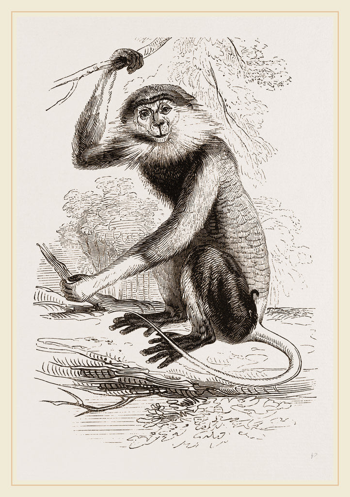 Detail of Cochin-China Monkey by Anonymous