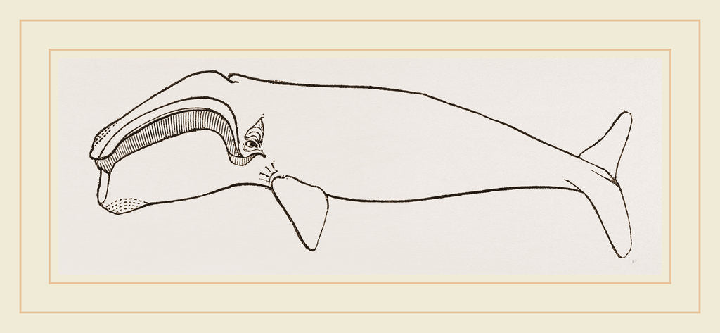 Detail of New Zealand Whale by Anonymous