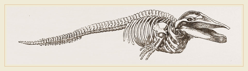 Detail of Skeleton of Rorqual by Anonymous