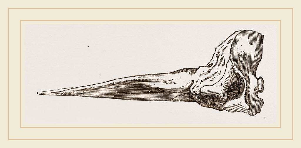 Detail of Skull of Spermaceti Whale in profile by Anonymous