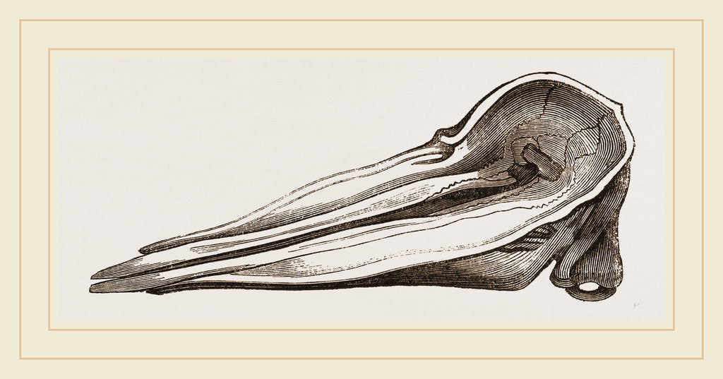 Detail of Skull of Spermaceti Whale seen from above by Anonymous