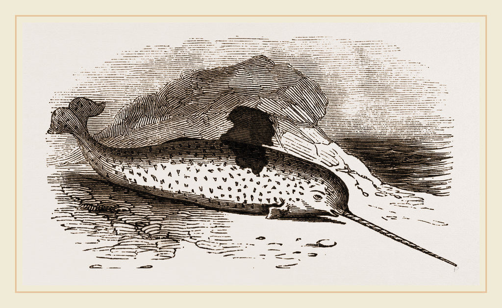 Detail of Narwhal by Anonymous