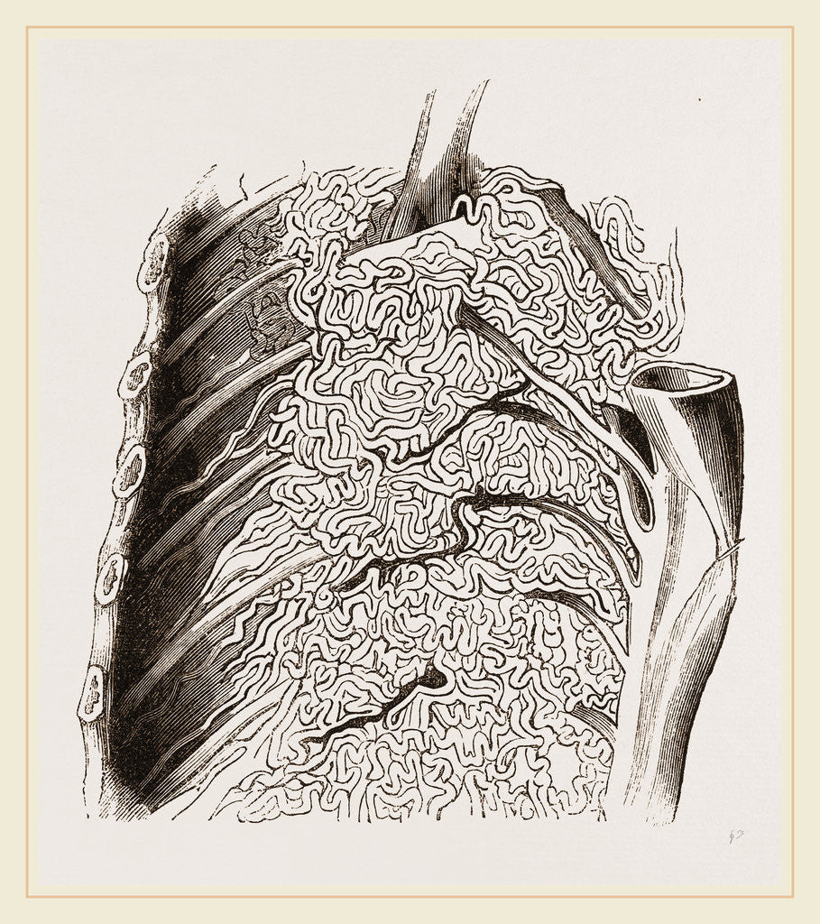 Detail of Vascular Apparatus of Whale by Anonymous