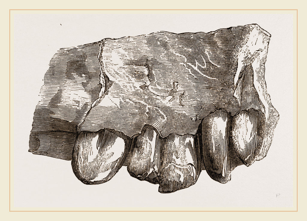 Detail of Fossil Teeth of Zeuglodon by Anonymous