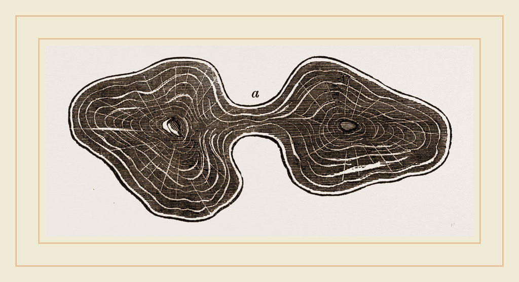 Detail of Fossil Teeth of Zeuglodon by Anonymous