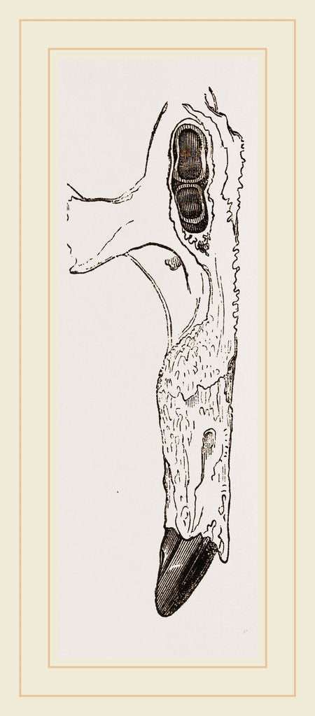 Detail of Teeth of Dugong by Anonymous