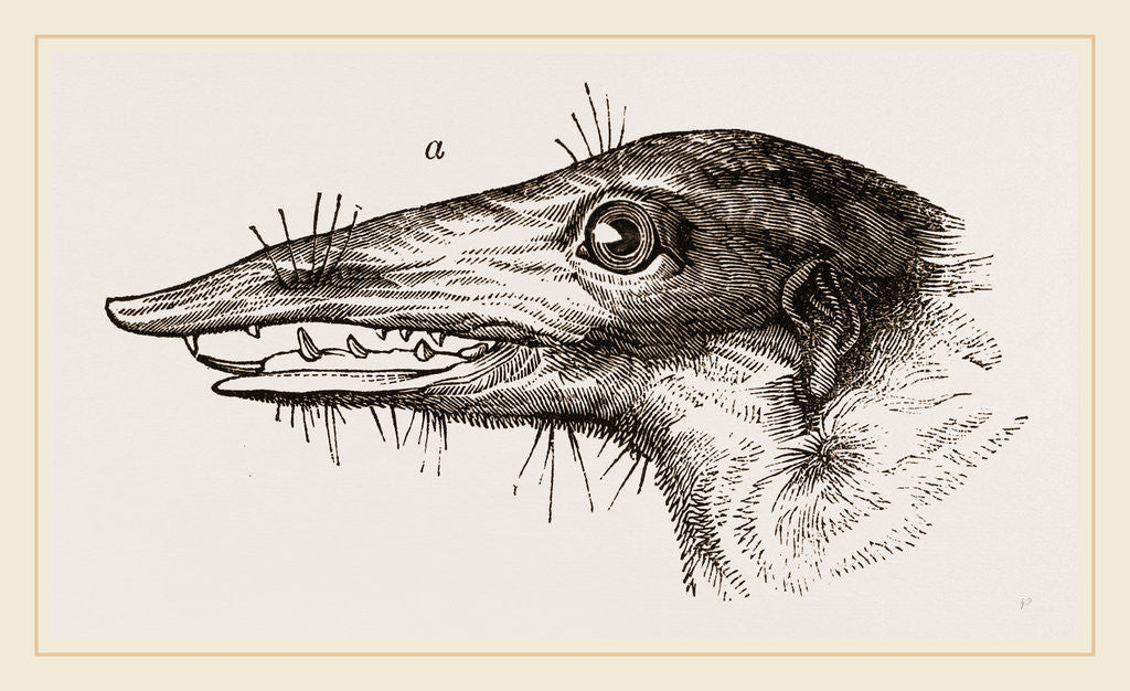 Detail of Head of Tupaia Tana by Anonymous