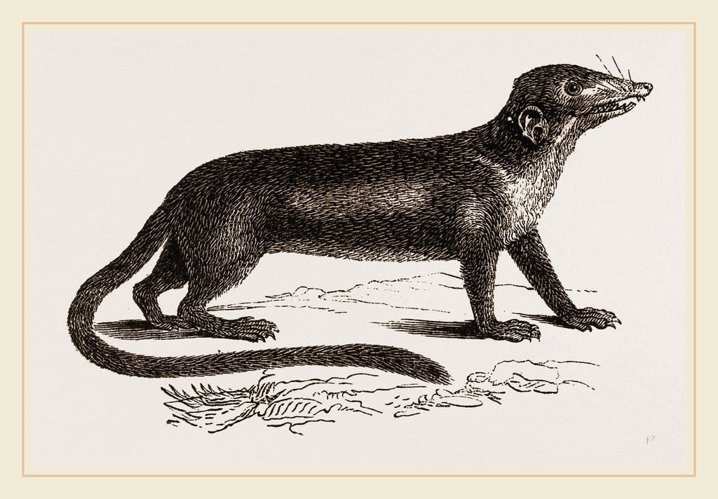 Detail of Banxring by Anonymous