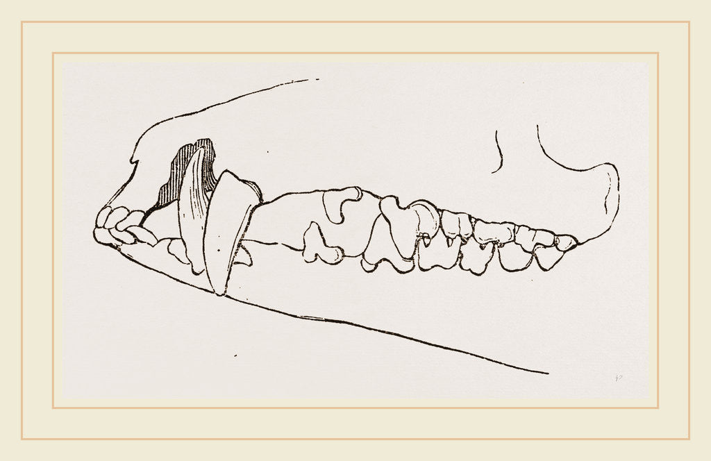 Detail of Teeth of Tenrec by Anonymous