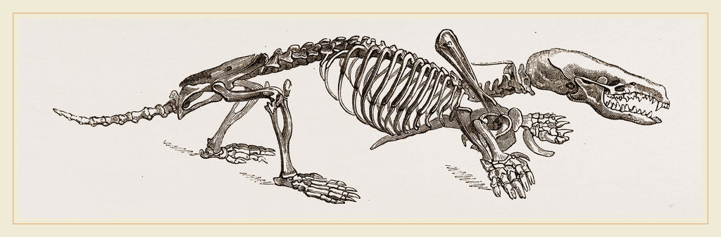 Detail of Skeleton of Mole by Anonymous