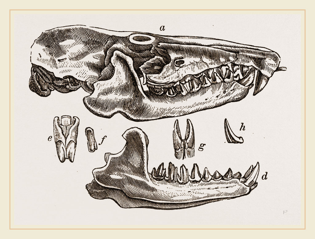 Detail of Skull and Teeth of Solenodon by Anonymous
