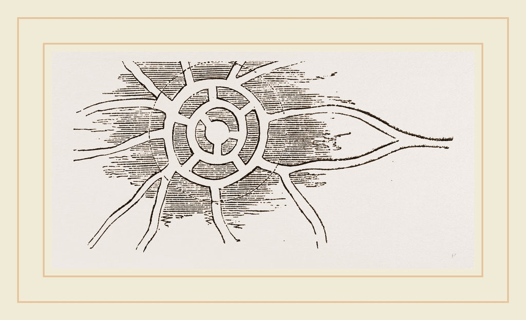 Detail of Habitation and Hunting-ground of Mole by Anonymous