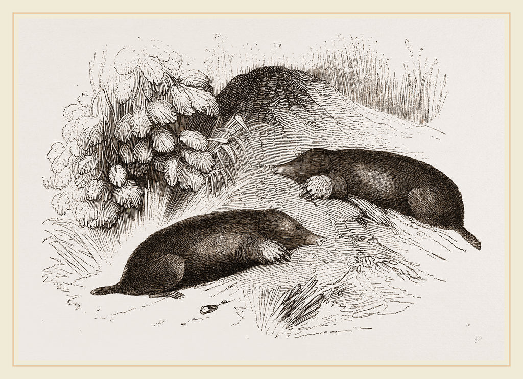 Detail of Common Moles by Anonymous