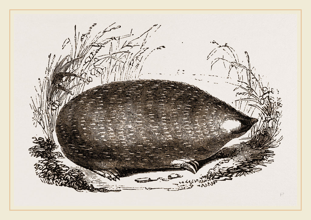 Detail of Cape Chrysochlore by Anonymous