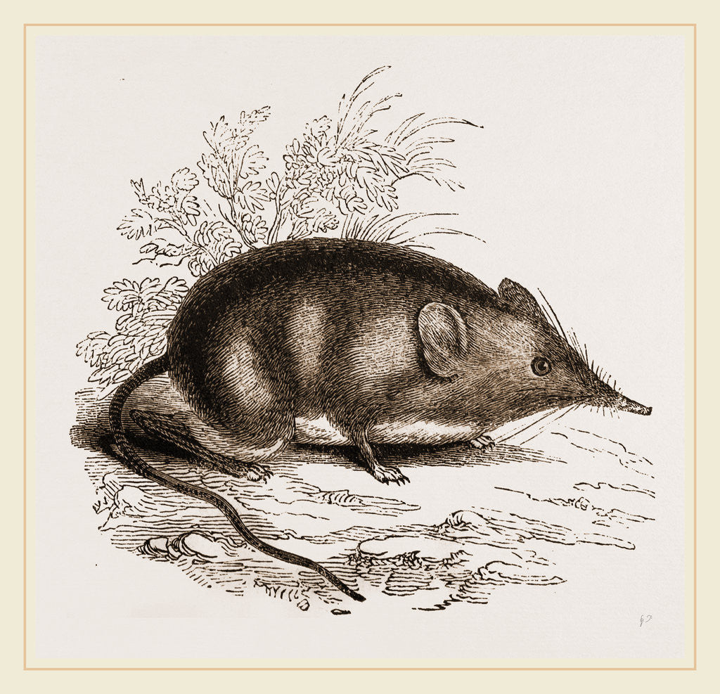 Detail of Cape Elephant-Shrew by Anonymous