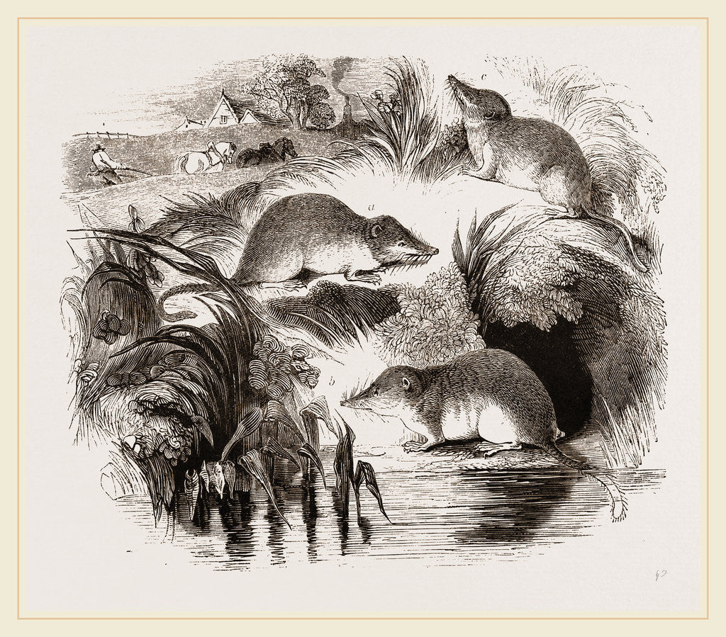 Detail of British Shrews by Anonymous