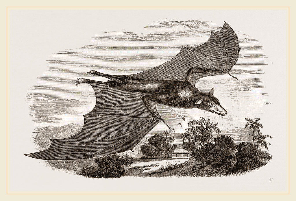 Detail of Kalong by Anonymous