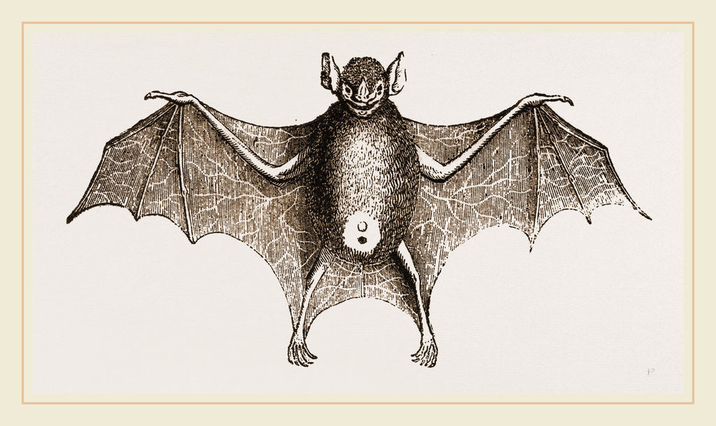 Detail of Greater Javelin-Bat by Anonymous