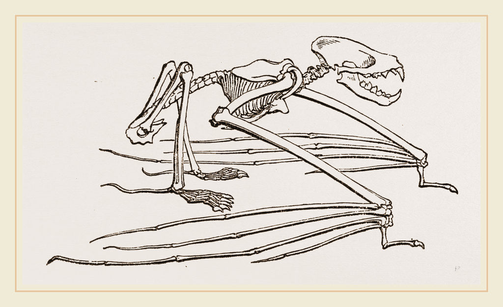 Detail of Skeleton of Vampire by Anonymous