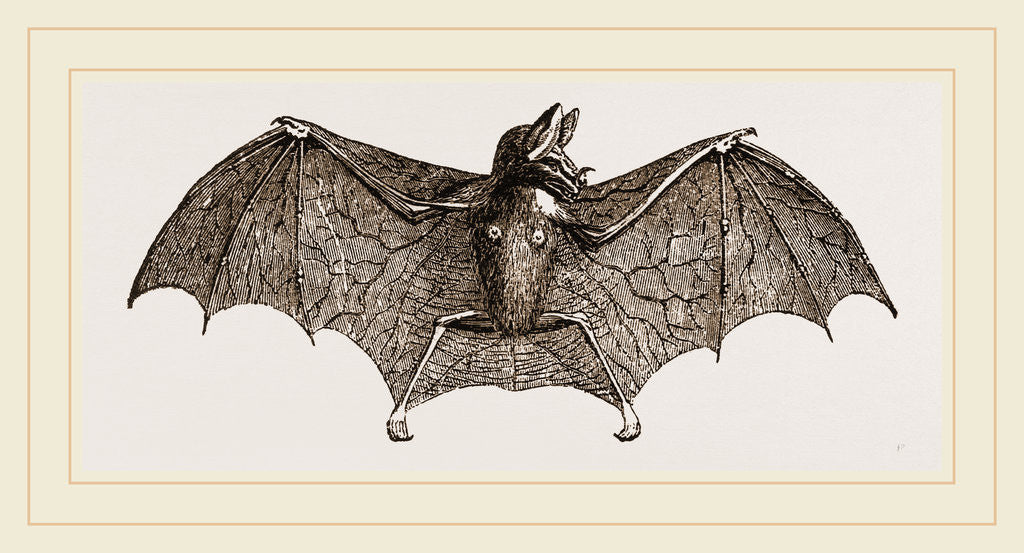 Detail of Vampire-Bat by Anonymous