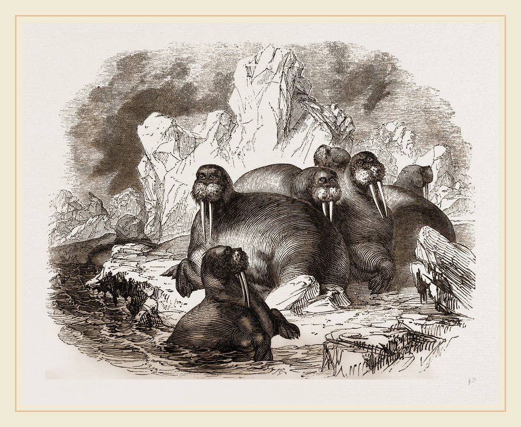 Detail of Walruses by Anonymous