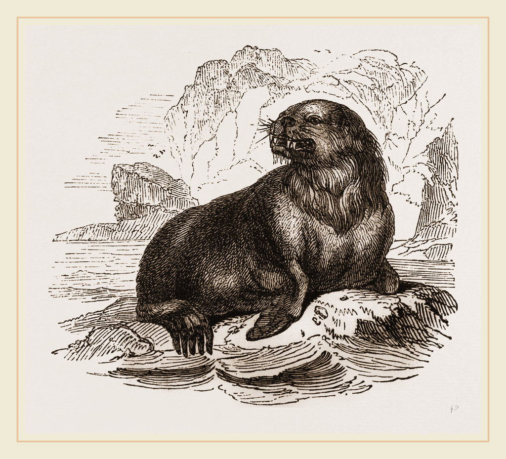 Detail of Forster's Sea-Lion by Anonymous