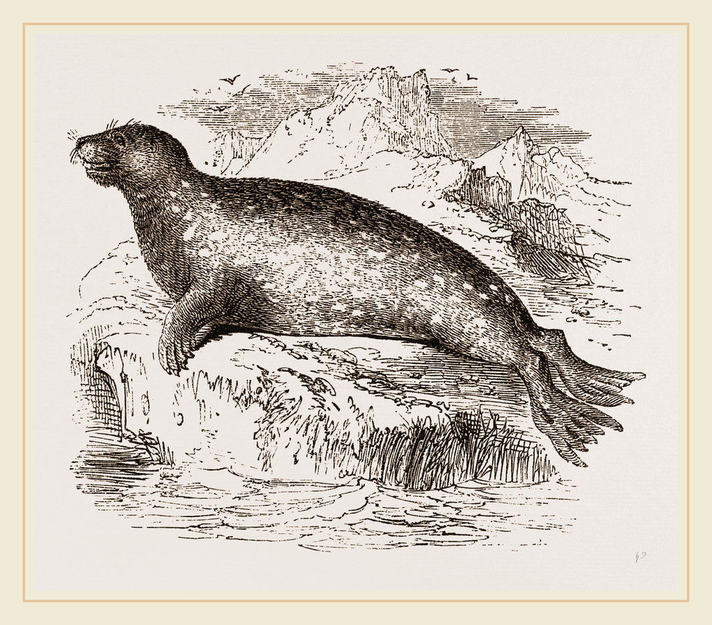 Detail of Sea-Leopard by Anonymous