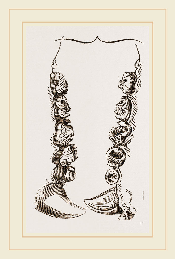 Detail of Teeth of Crested Seal by Anonymous