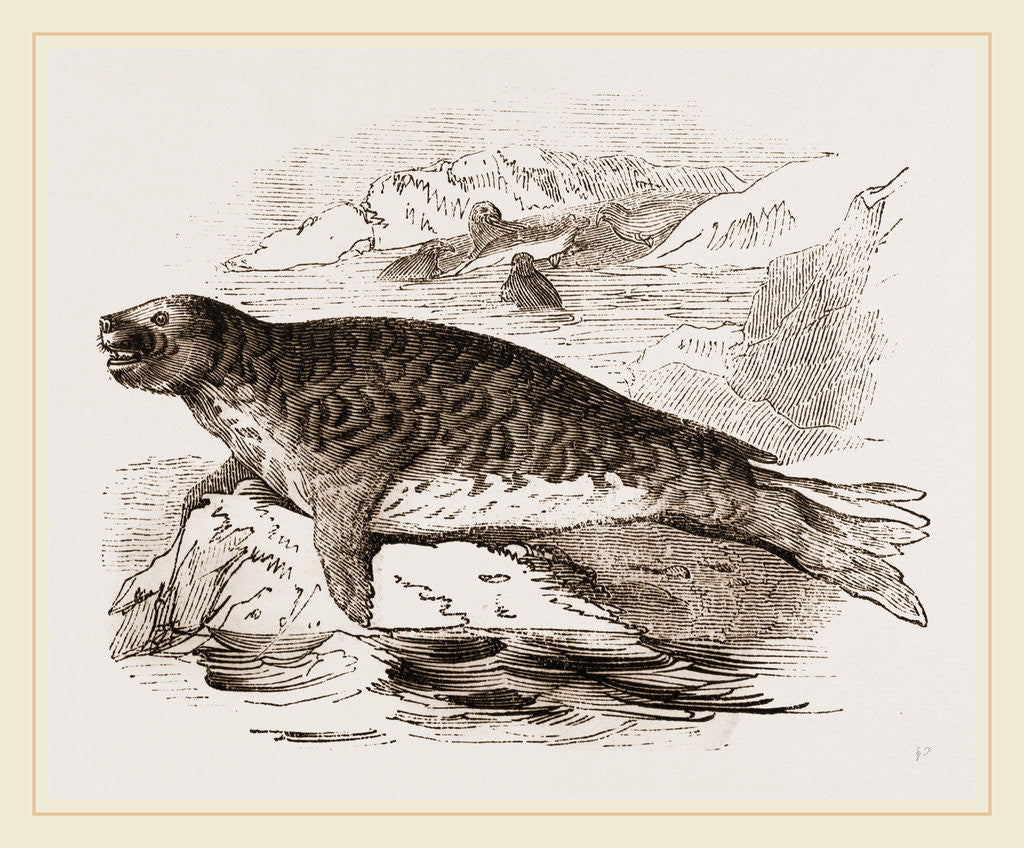 Detail of Elephant Seal, Female by Anonymous