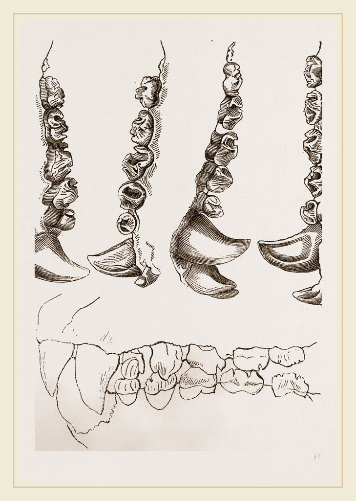 Detail of Teeth of Crested Seal by Anonymous