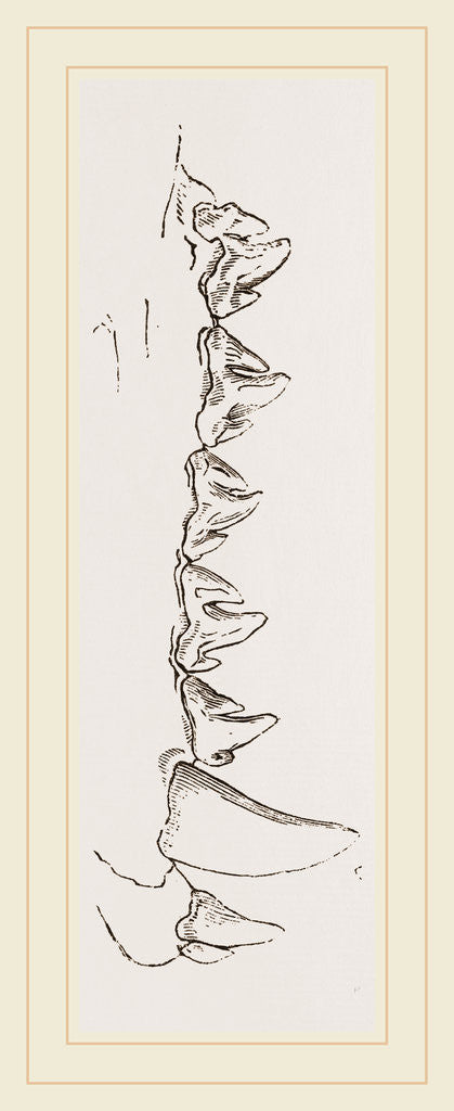 Detail of Teeth of Sea Leopard by Anonymous