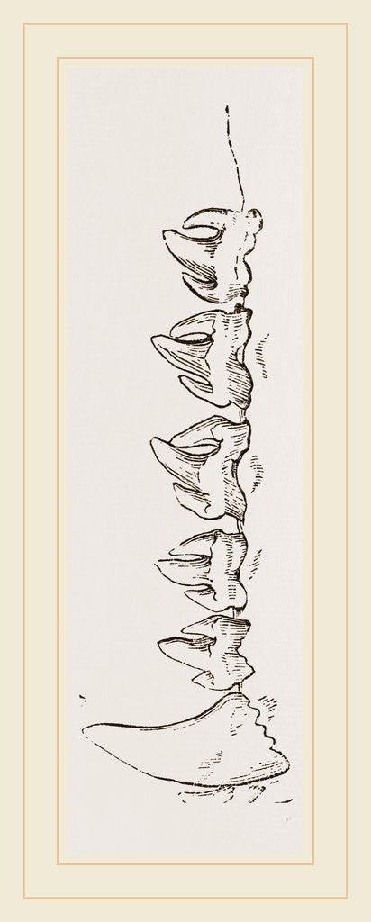 Detail of Teeth of Sea-Leopard by Anonymous