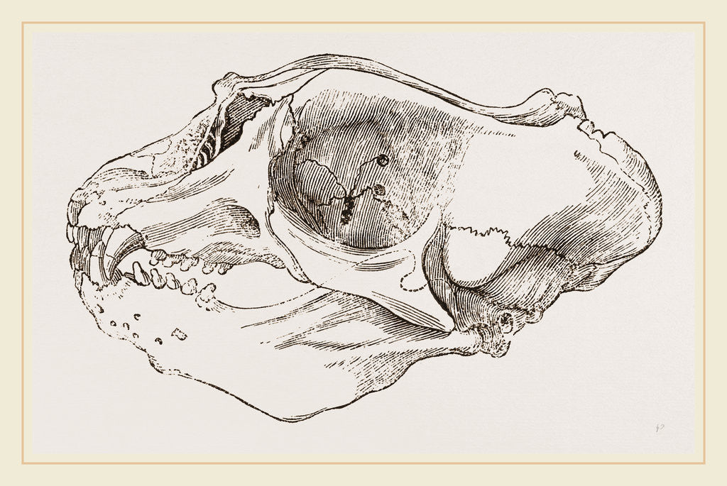 Detail of Skull of Elephant-Seal by Anonymous
