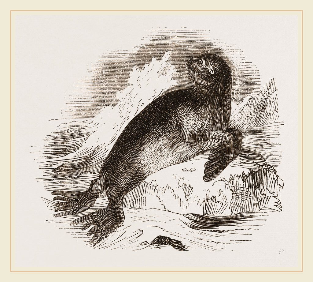 Detail of Ursine Seal by Anonymous