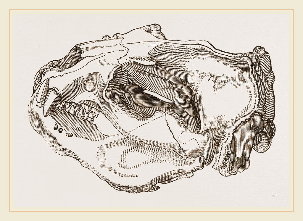 Detail of Skull of Sea-Lion by Anonymous