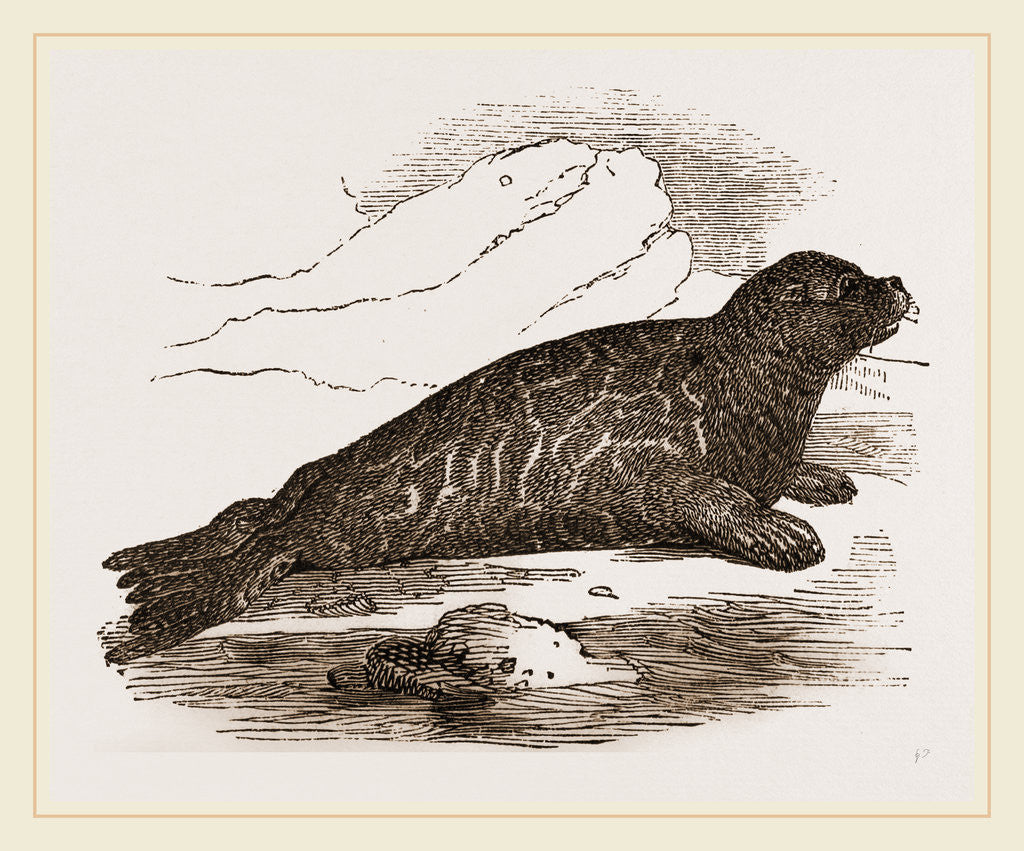 Detail of Immature Harp-Seal by Anonymous