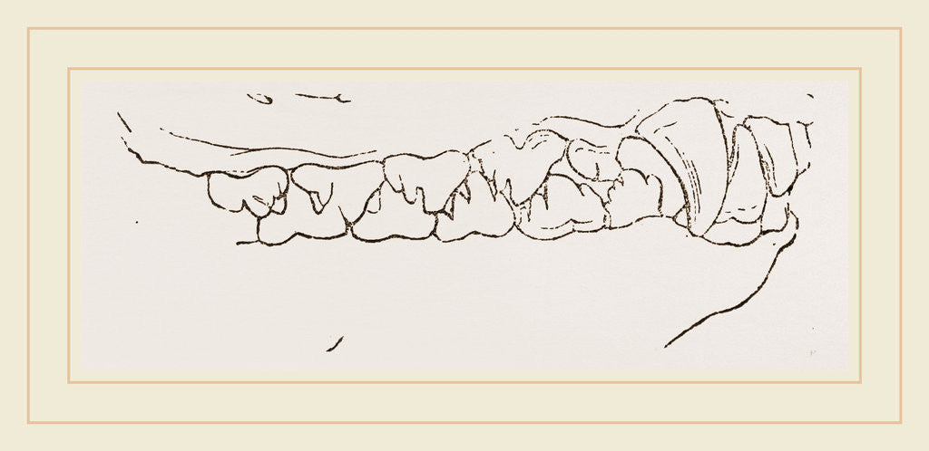 Detail of Teeth of Seal by Anonymous