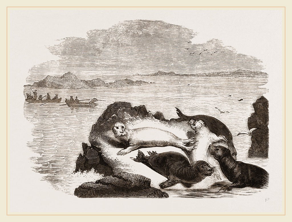 Detail of Seal hunting in Scotland by Anonymous